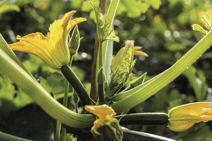 zucchino syngenta