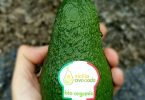 sicilia avocado