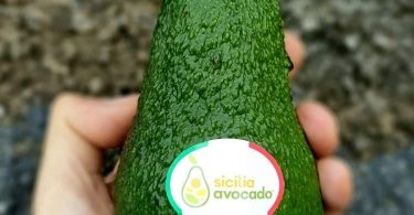 sicilia avocado