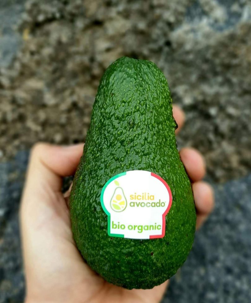 sicilia avocado