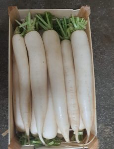 daikon