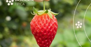 Fragola basilicata