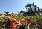 pomodoro da industria