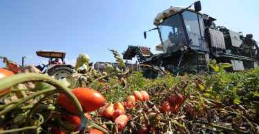 pomodoro da industria